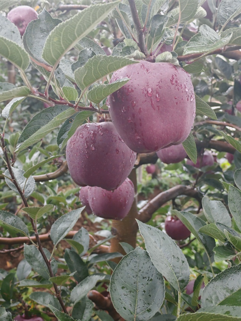 可甜可脆，欢迎来采购
