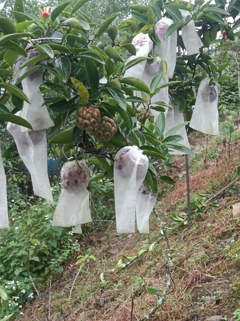 布福娜水果