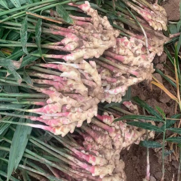 贵州惠水精品子姜产地一手货源量大价优欢迎随时电话联系