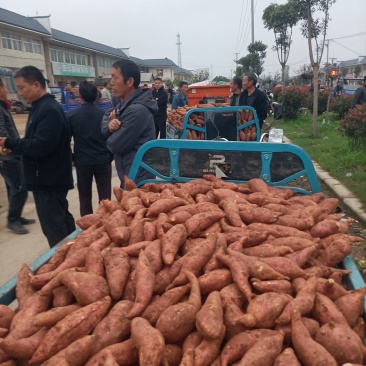 河南省确山县瓦岗丘陵地西瓜红红薯