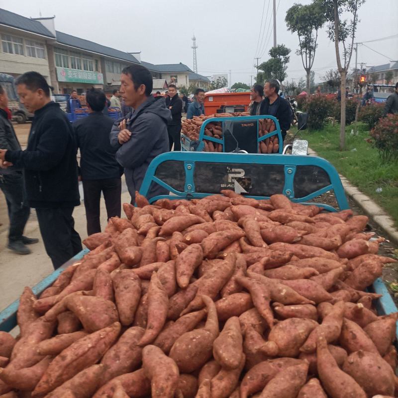 河南省确山县瓦岗丘陵地西瓜红红薯