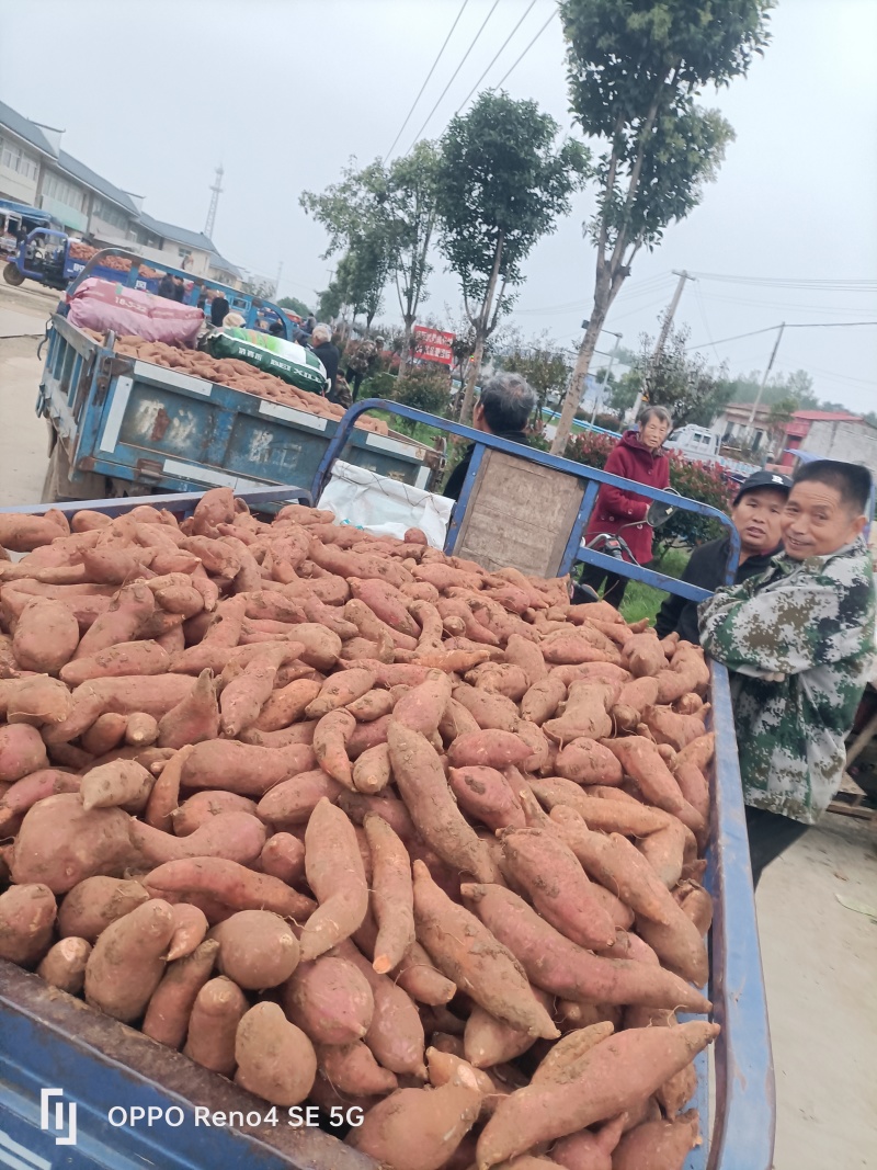 河南省确山县瓦岗丘陵地西瓜红红薯