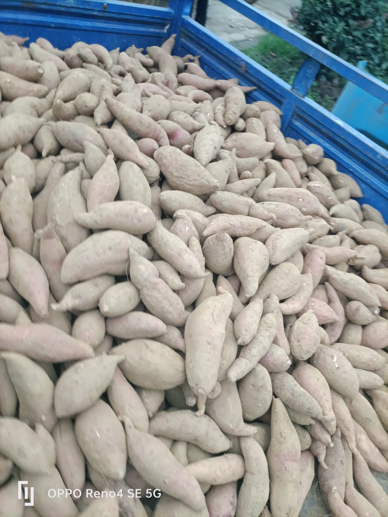 河南省确山县瓦岗丘陵地西瓜红红薯