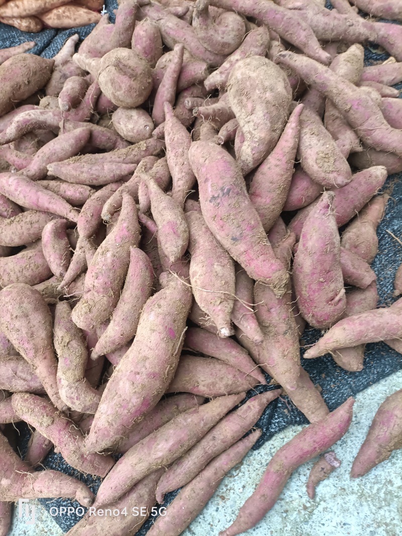 河南省确山县瓦岗丘陵地西瓜红红薯