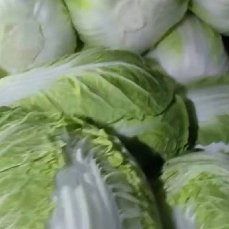 大白菜好吃的大白菜