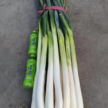 蔬菜大葱