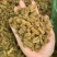 葡萄干绿葡萄干大量上市