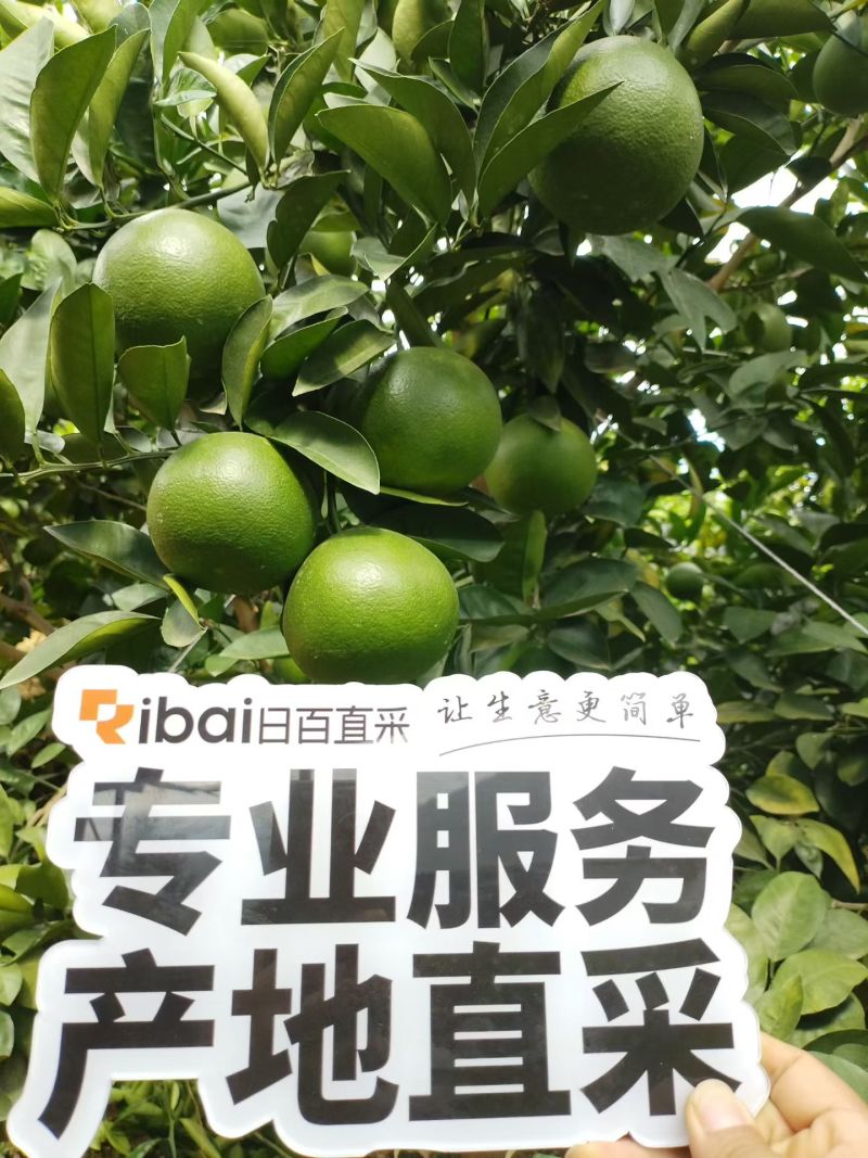 大量有货。榨汁果。电商。商超。市场货