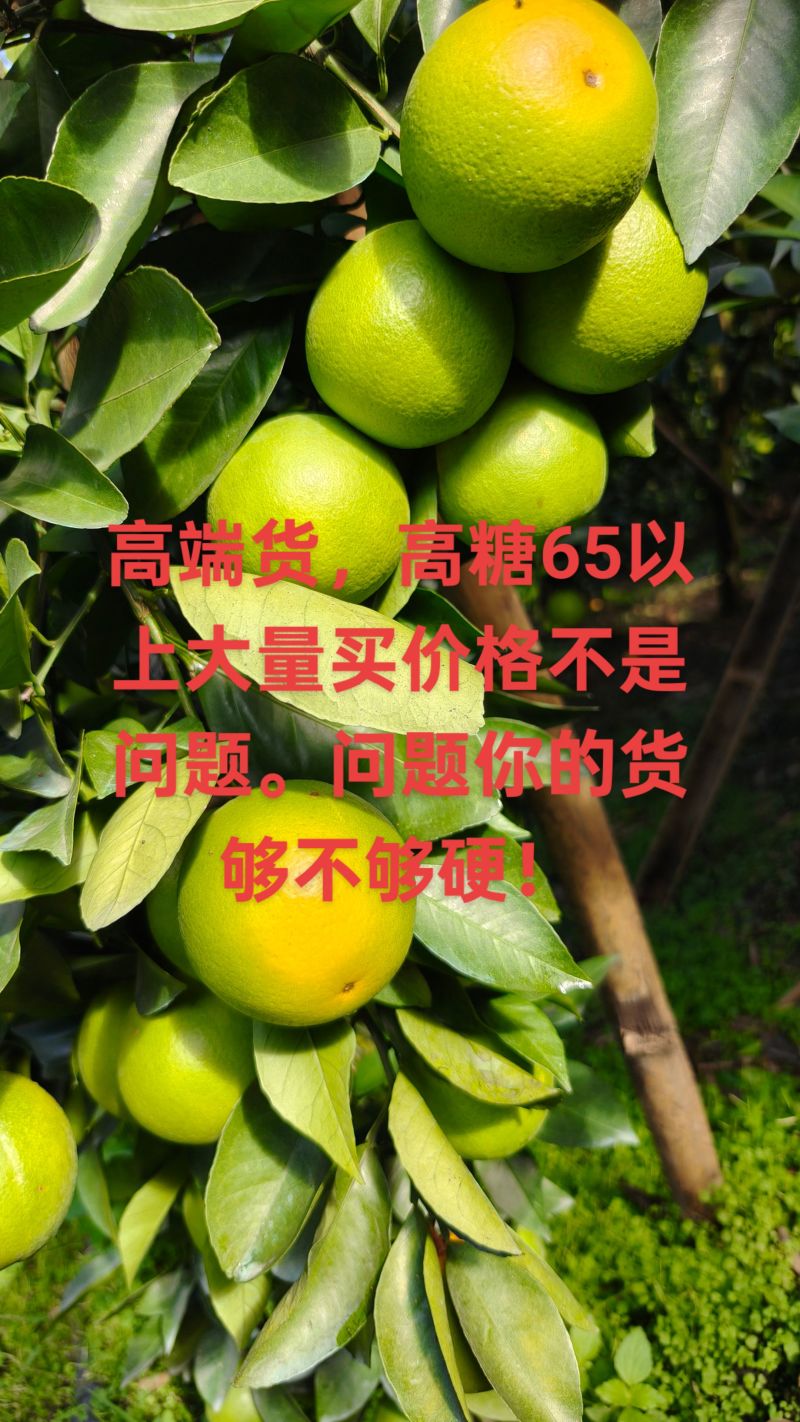 大量有货。榨汁果。电商。商超。市场货