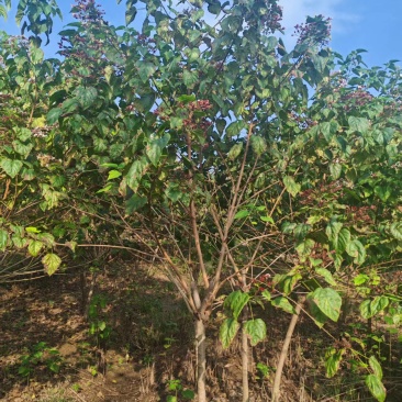 苗圃大量出售3-10公分海州常山
