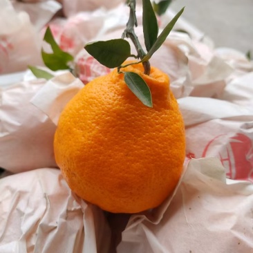 春见粑粑柑