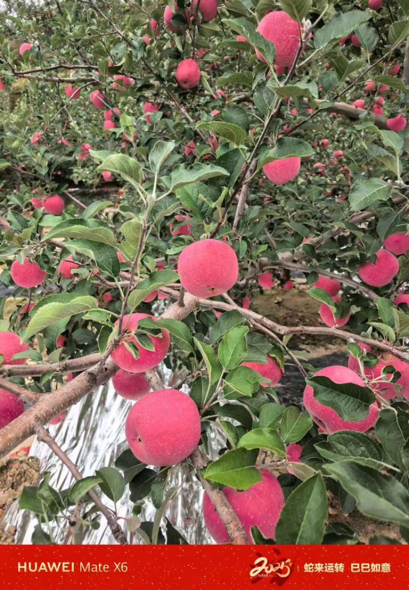 红富士苹果甘肃苹果大量上市，口感甜脆，产地直发