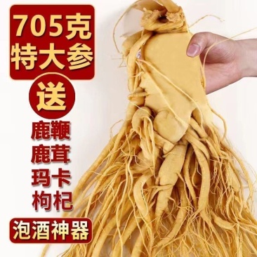 正品产白山特大老人参保鲜参泡酒煲汤送礼产地直发2025新