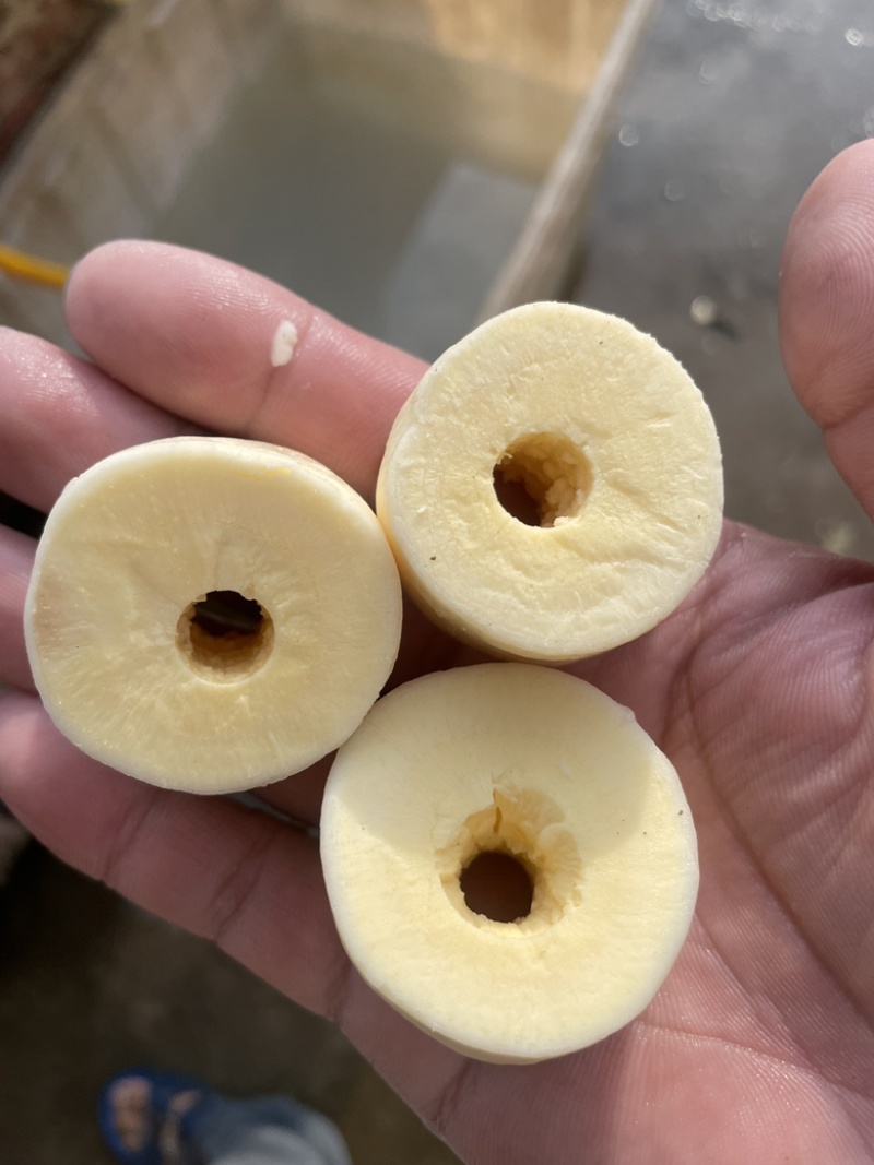 华南9号黄肉木薯去皮冰冻加工黄心木薯去皮冰冻
