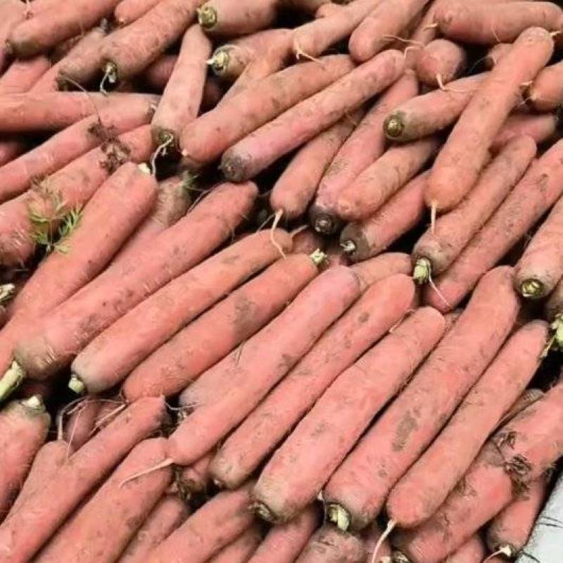 精品光棒红萝卜