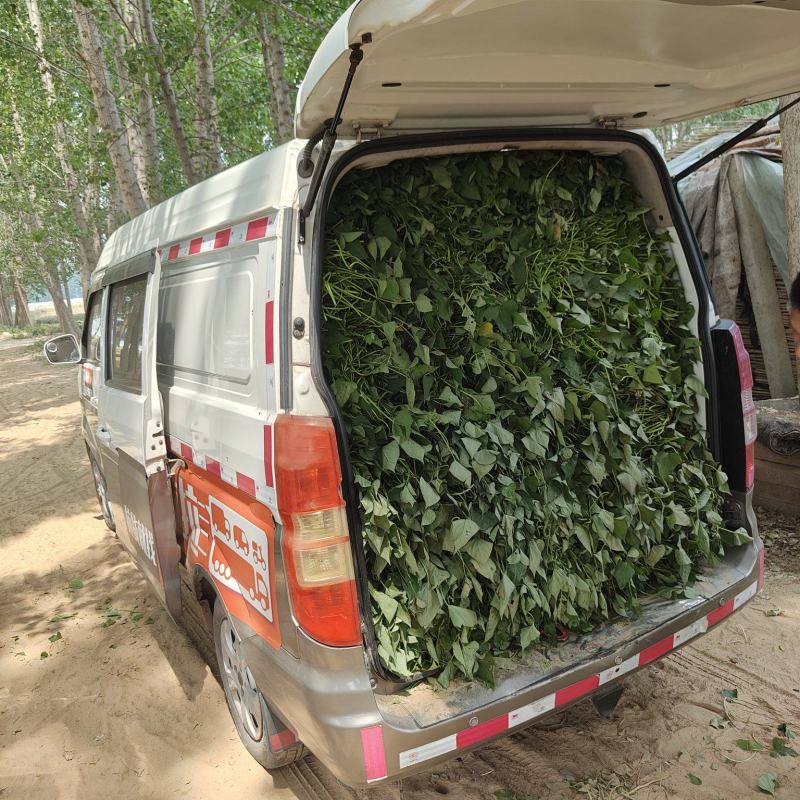 开封红薯苗千亩基地直发，西瓜红，哈密，商薯19等优质原种