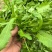 2026.新鲜荠菜