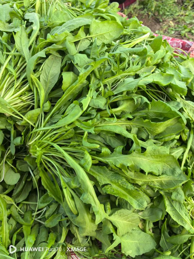 2026.新鲜荠菜