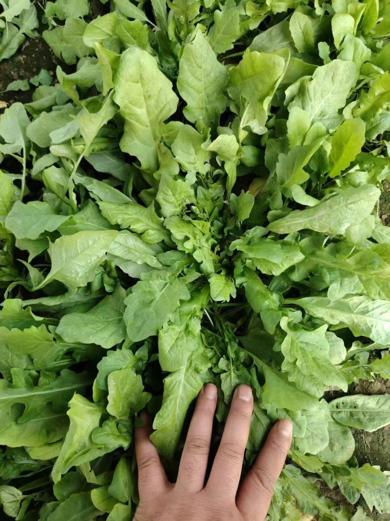 2026.新鲜荠菜