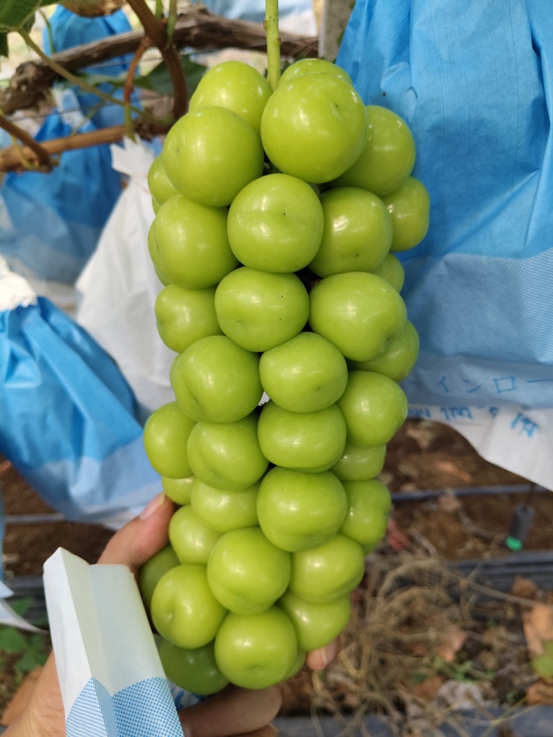 阳光玫瑰葡萄