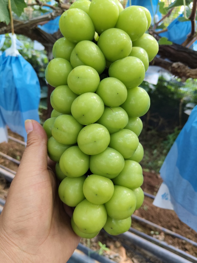 阳光玫瑰葡萄