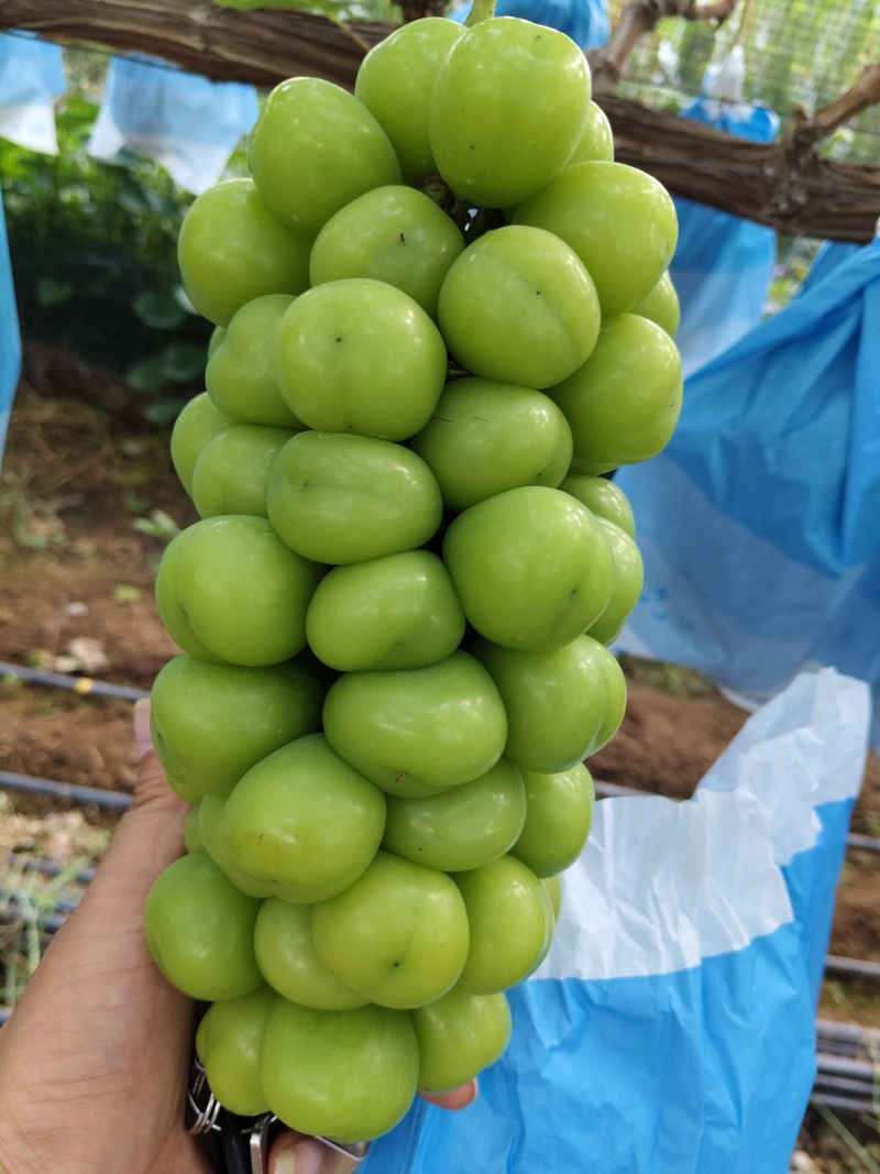 阳光玫瑰葡萄
