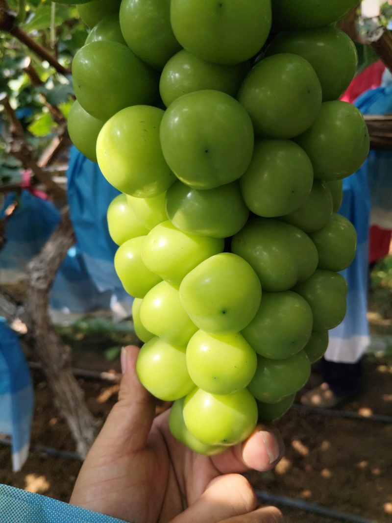 阳光玫瑰葡萄