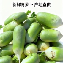 【放心购买】青萝卜银川青萝卜大量供应品质保证