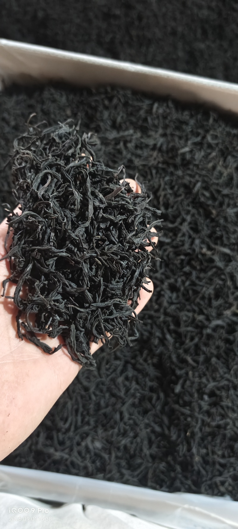 遂昌红茶正山小种工艺