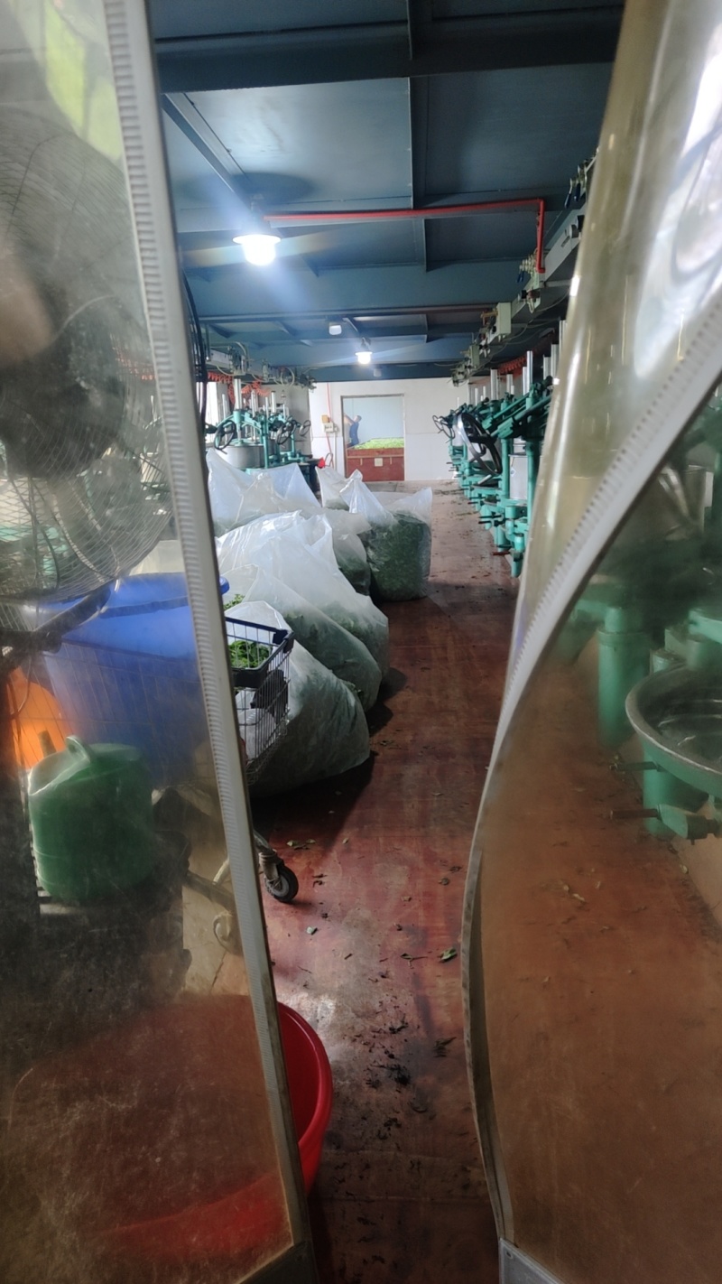 遂昌红茶正山小种工艺