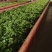 遂昌红茶正山小种工艺