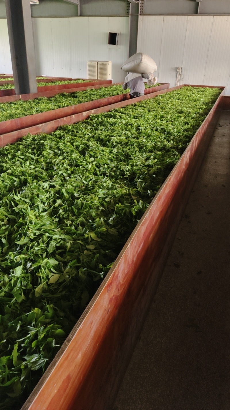 遂昌红茶正山小种工艺