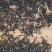 遂昌红茶正山小种工艺