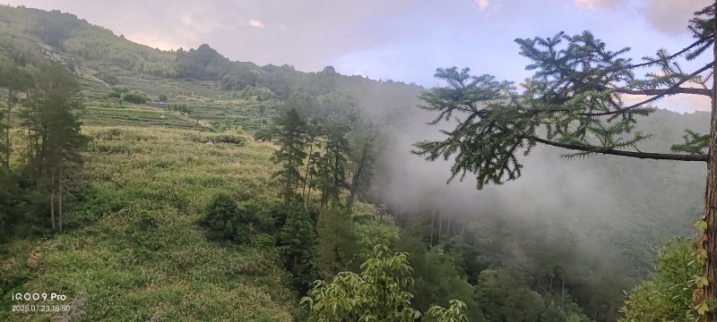 遂昌红茶正山小种工艺