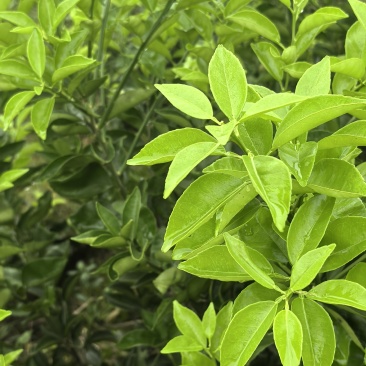 枳壳苗种植基地，枳壳两年苗，批发零售，