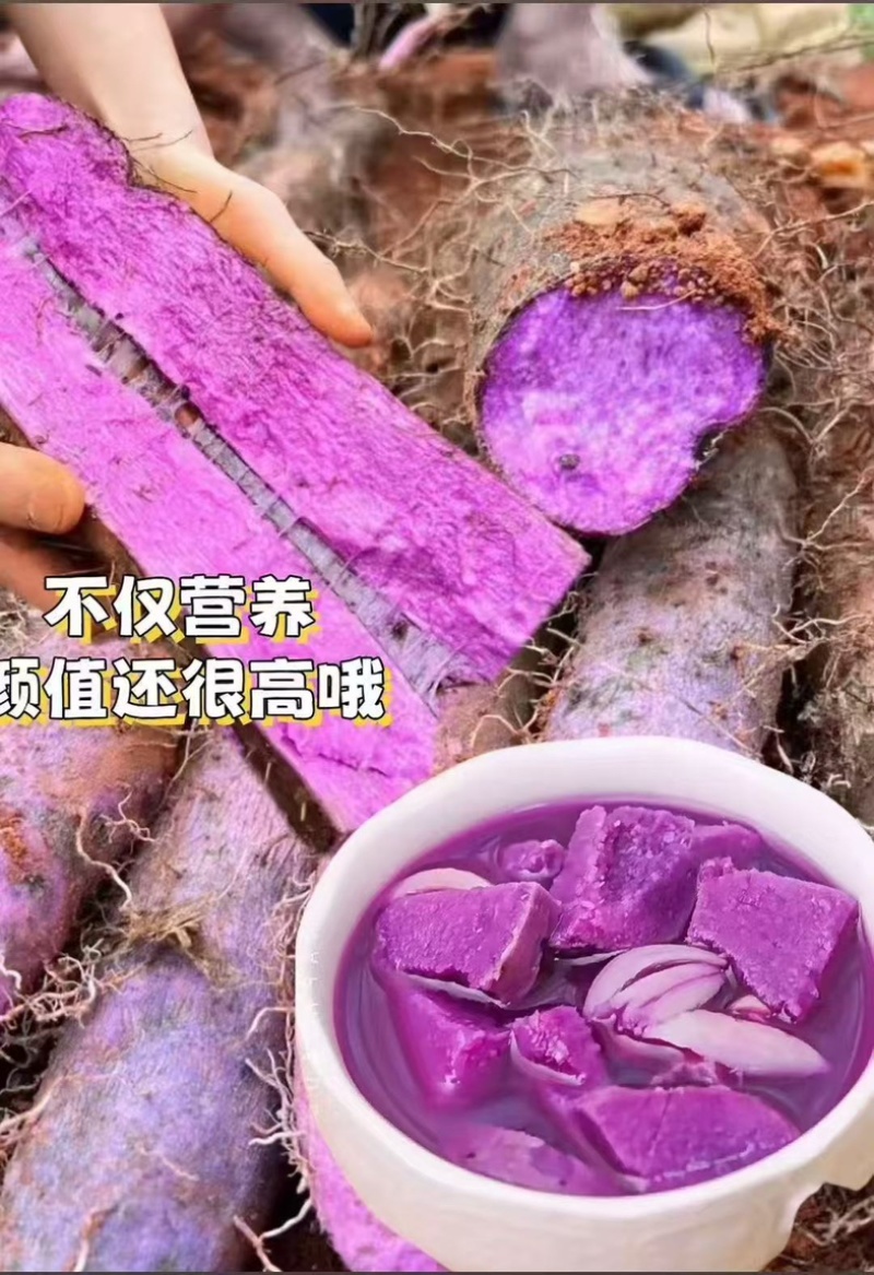 云南紫山药自家种植农户