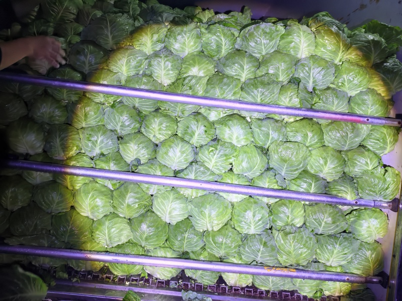 湖北面包甘蓝大量上市，支持各种包装