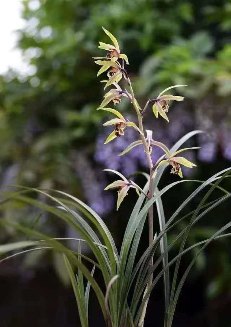 兰花/种植野生兰花/河南信阳浉河区种植兰花大量上市