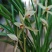 兰花/种植野生兰花/河南信阳浉河区种植兰花大量上市