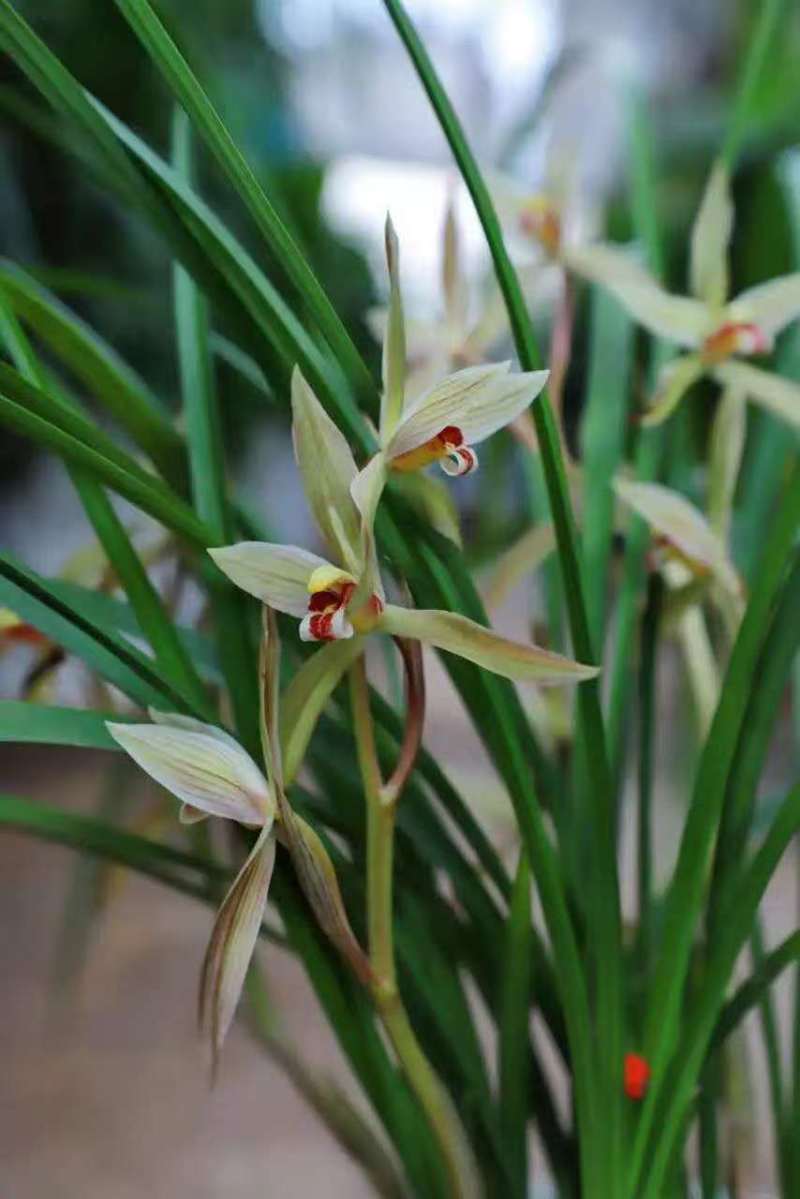 兰花/种植野生兰花/河南信阳浉河区种植兰花大量上市
