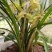 兰花/种植野生兰花/河南信阳浉河区种植兰花大量上市