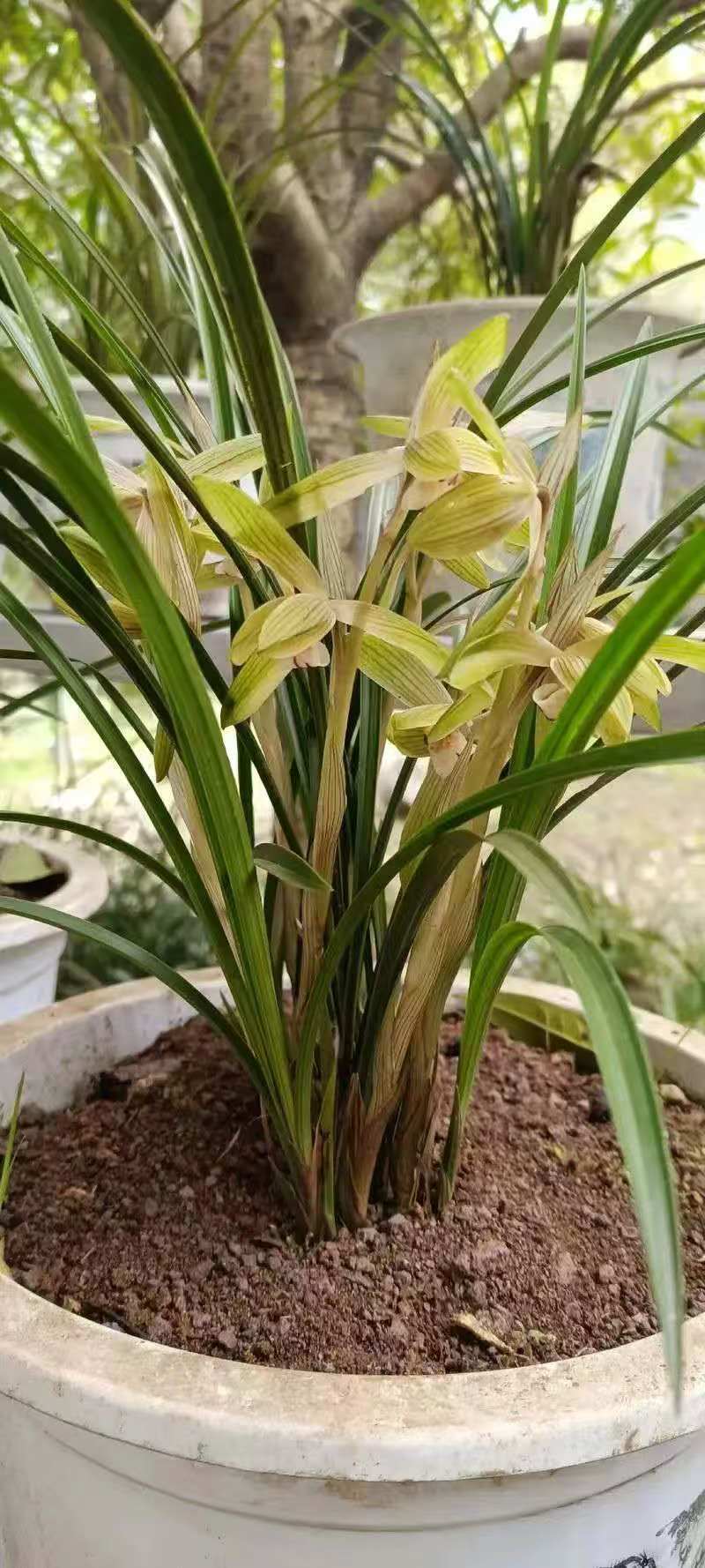 兰花/种植野生兰花/河南信阳浉河区种植兰花大量上市