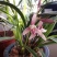 兰花/种植野生兰花/河南信阳浉河区种植兰花大量上市