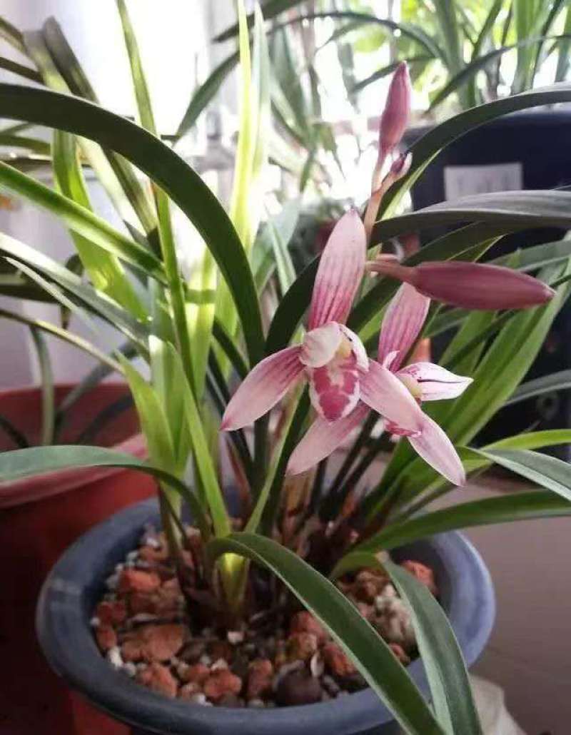 兰花/种植野生兰花/河南信阳浉河区种植兰花大量上市