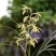 兰花/种植野生兰花/河南信阳浉河区种植兰花大量上市