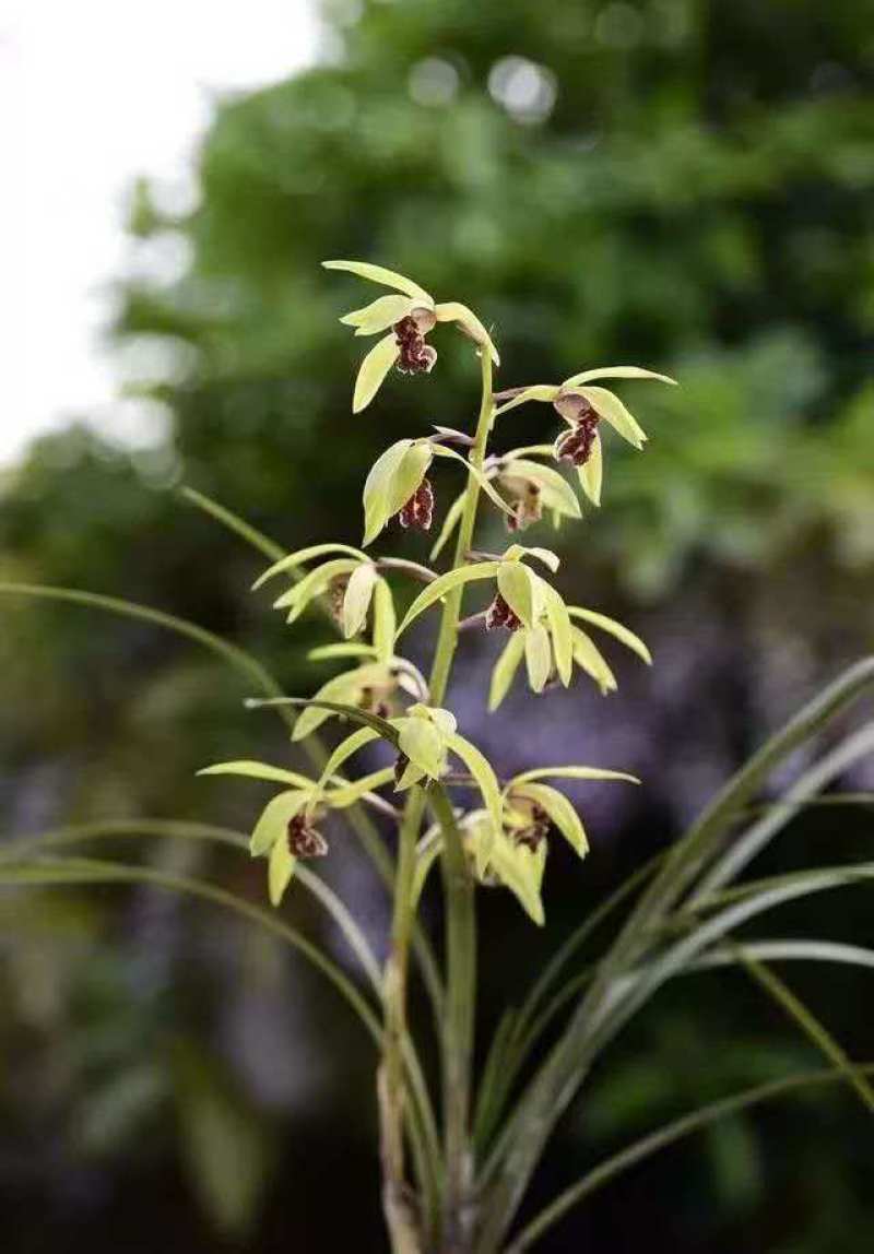 兰花/种植野生兰花/河南信阳浉河区种植兰花大量上市