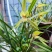 兰花/种植野生兰花/河南信阳浉河区种植兰花大量上市