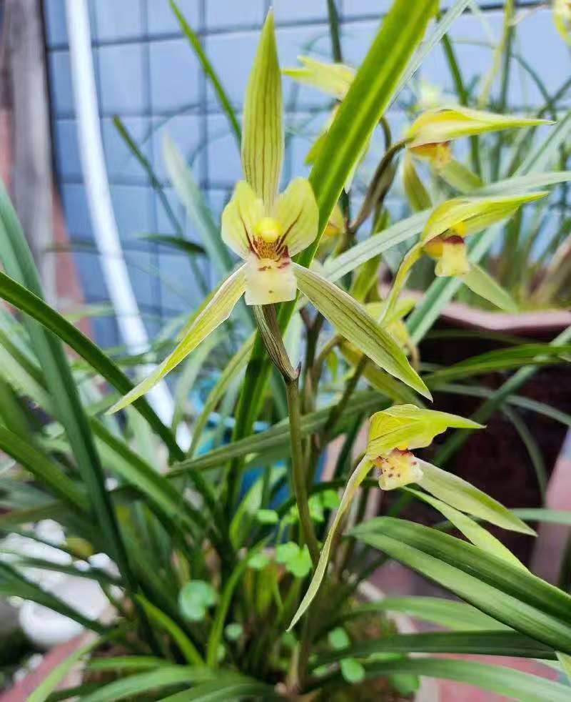 兰花/种植野生兰花/河南信阳浉河区种植兰花大量上市