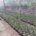兰花/种植野生兰花/河南信阳浉河区种植兰花大量上市