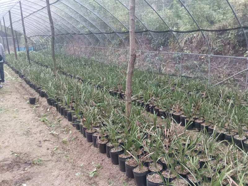 兰花/种植野生兰花/河南信阳浉河区种植兰花大量上市